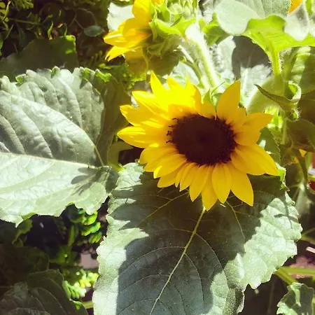 Nido Dell'aquila - In Porta Romana Lejlighed